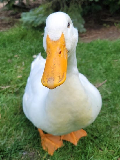 Samuel our Pekin Duck